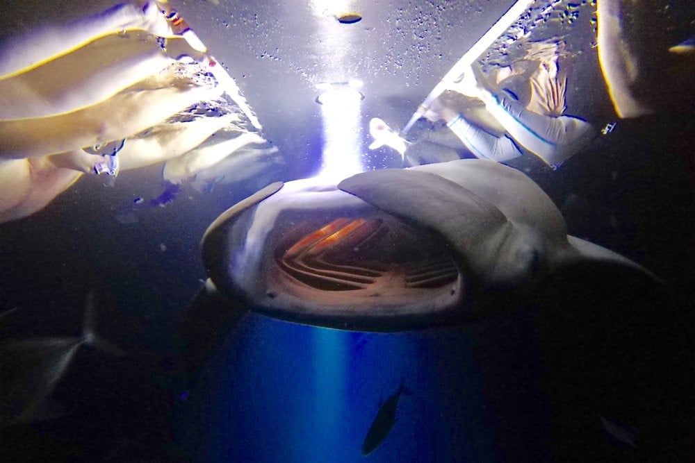 Best Activities on the Big Island: Snorkeling With Manta Rays