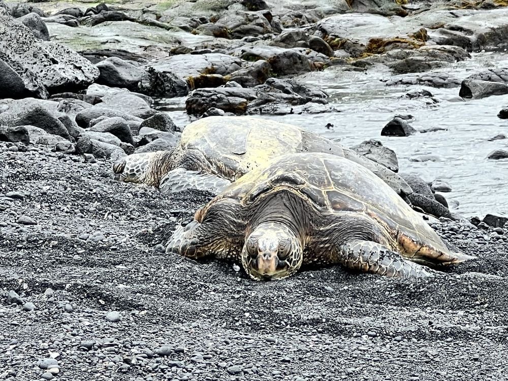 Punalu'u Sea Turtles