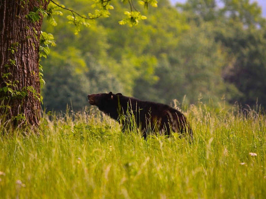 Cades Cove Loop Road