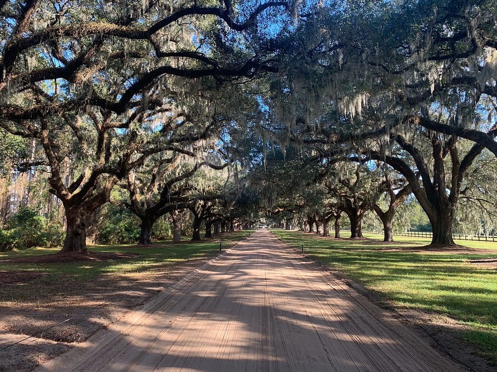 Charleston Boone Hall Trees