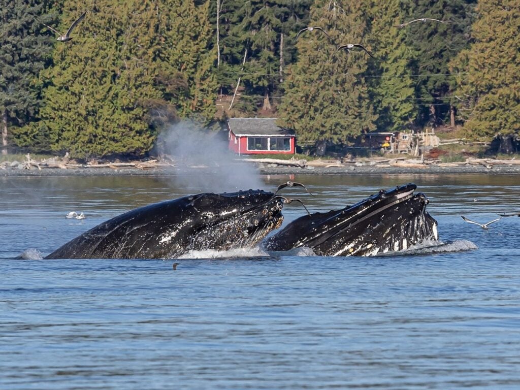 Whale Watching in Maine