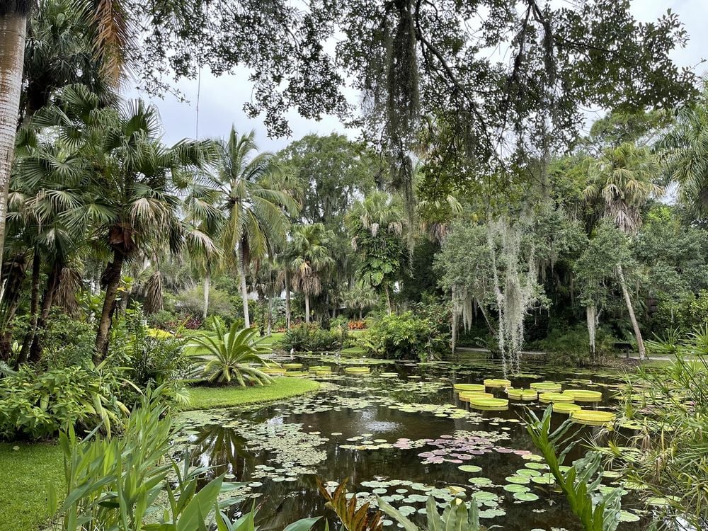 Waterlily Pond at McKee Botanical Garden