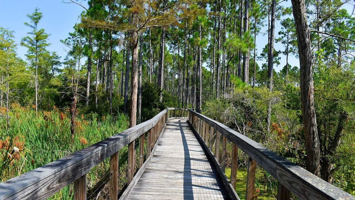 Wood Way Bridge in Mangroves in Panama City Beach