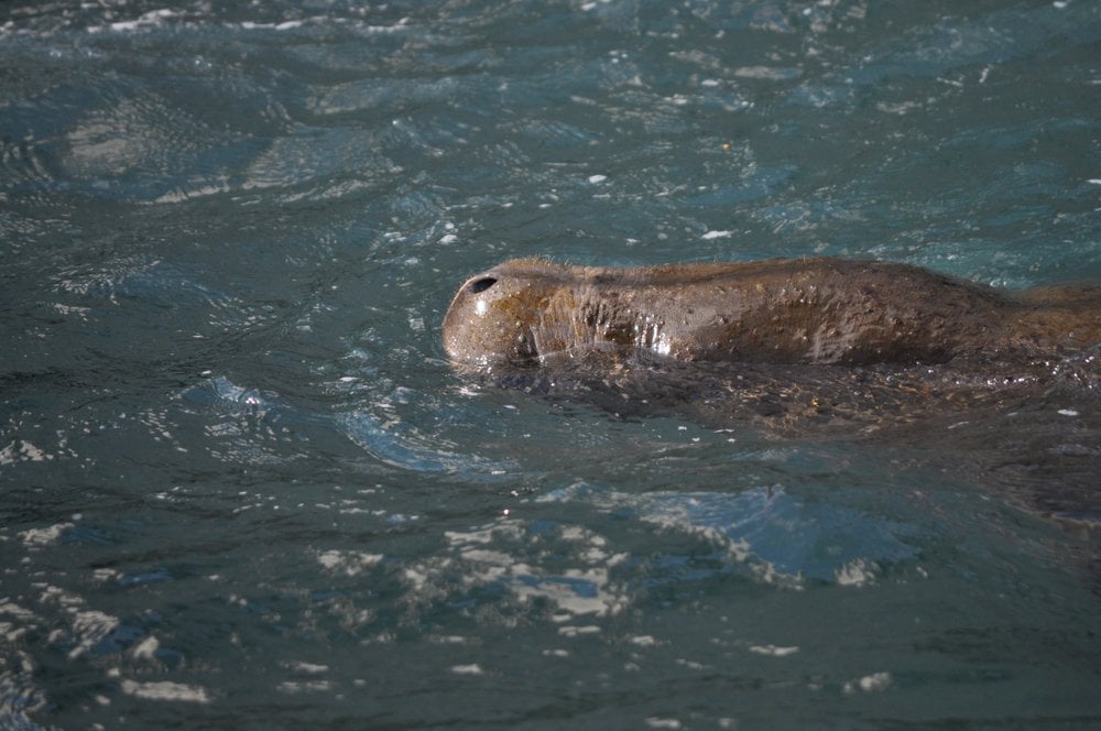 Manatee Lagoon
