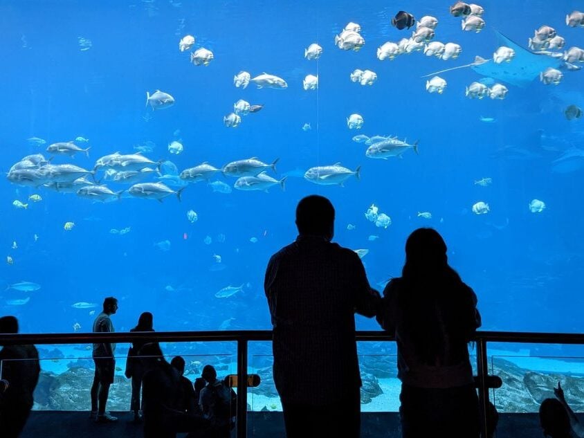 Aquarium Wall in Georgia Aquarium