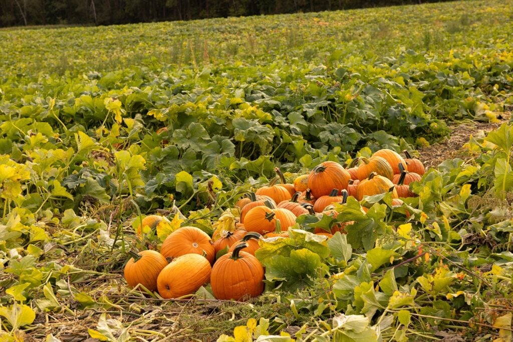 Best Places to Travel for Halloween: A Pumpkin Patch in the Midwest