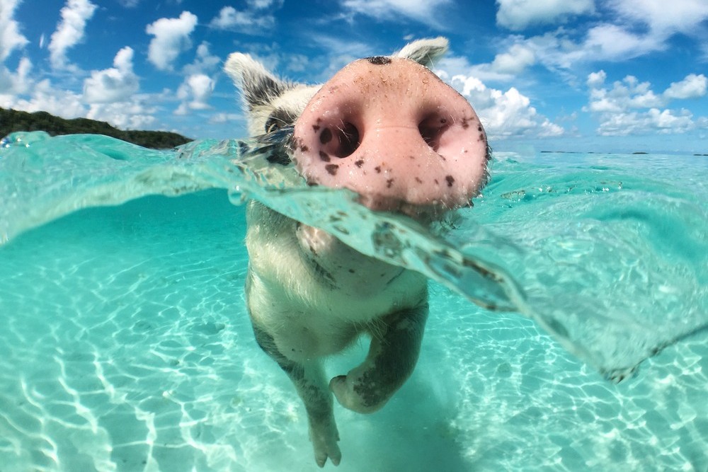 The Bahamas