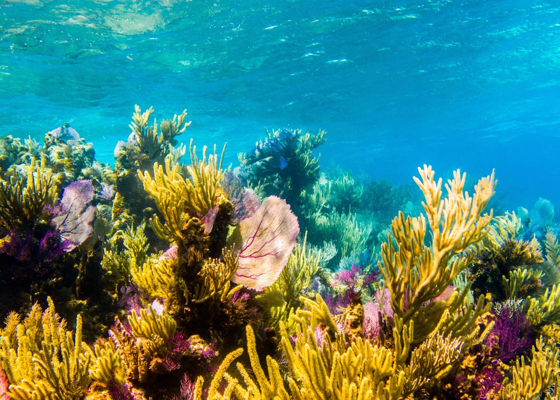 Mesoamerican Reef in Cozumel