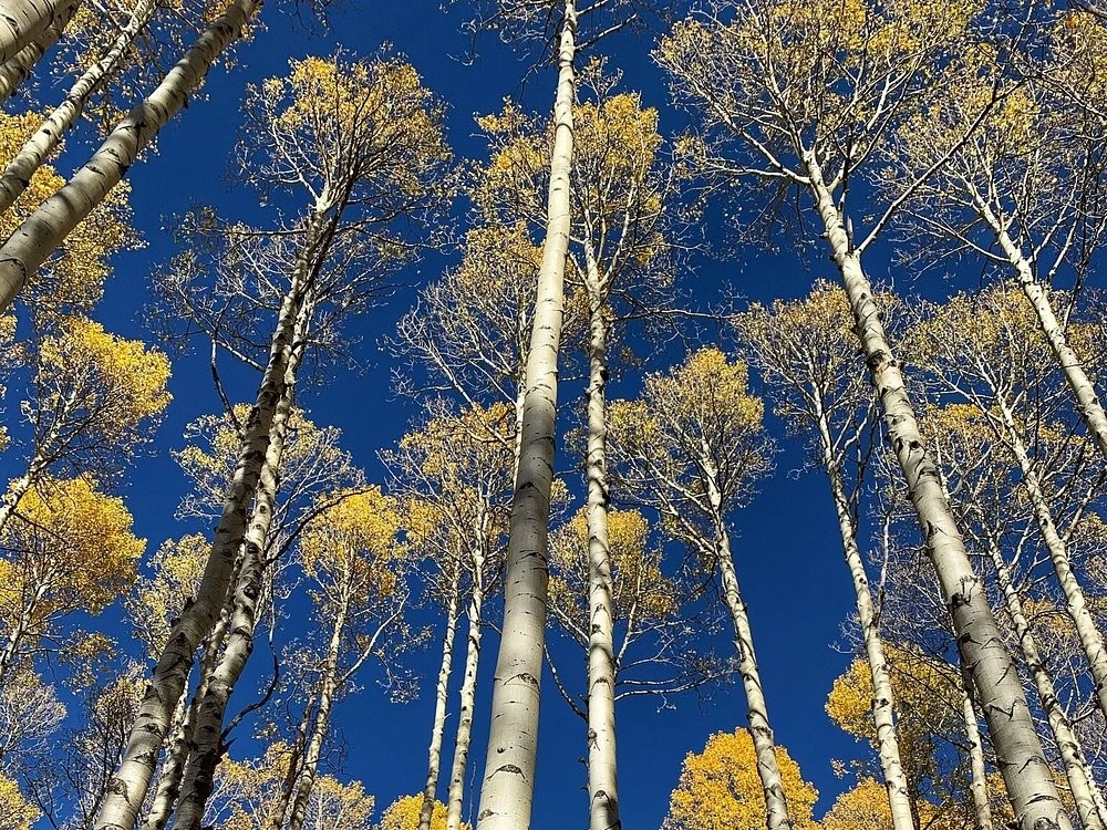 Trees in Arizona Snow Bowl