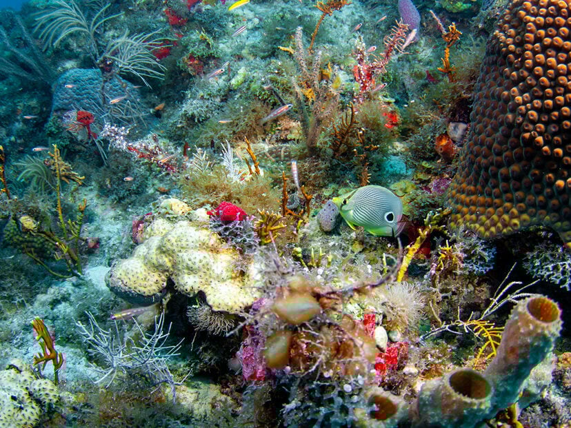 Best places to visit in January usa Coral Reef