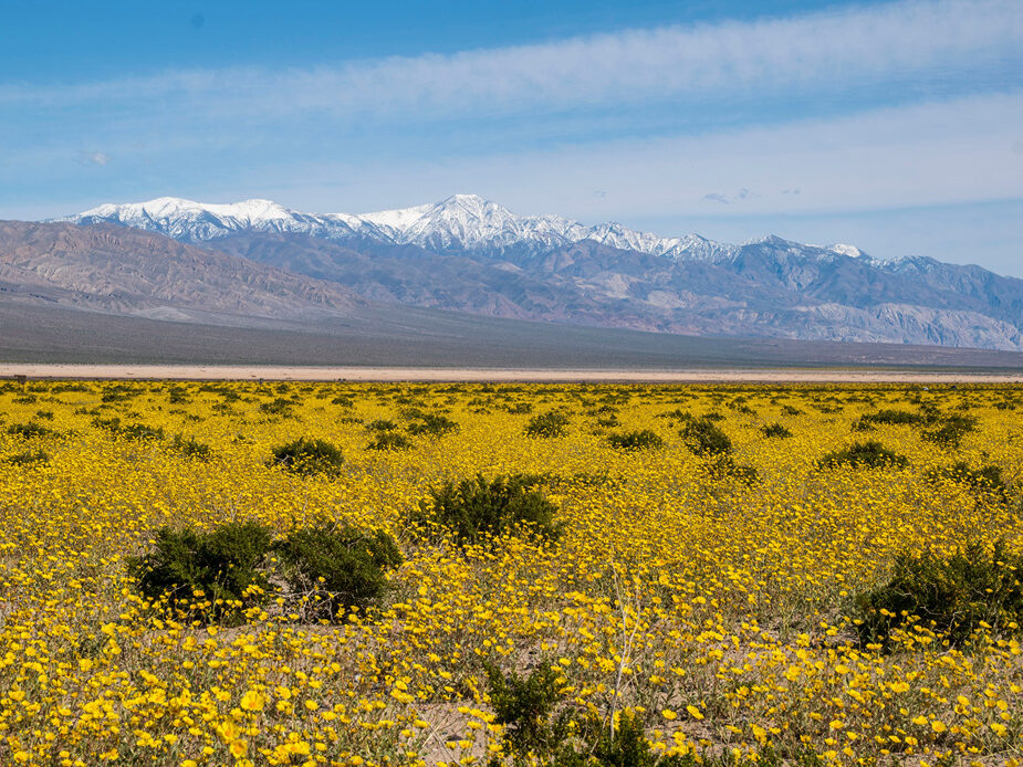 Best places to visit in January usa death valley flowers
