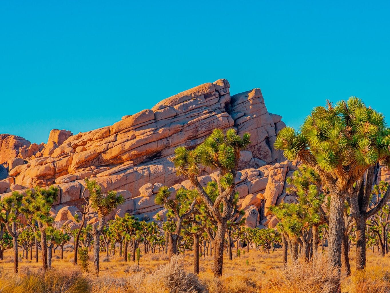 Best Winter Getaways for Families: Joshua Tree National Park