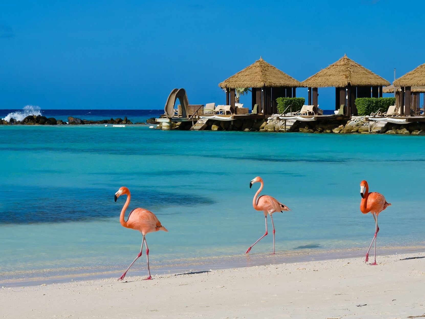 Aruba Beach with Flamingos