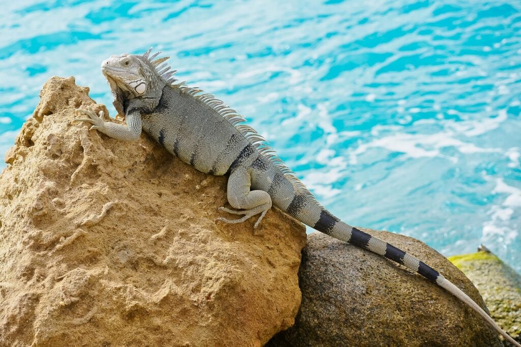 Aruba Iguana