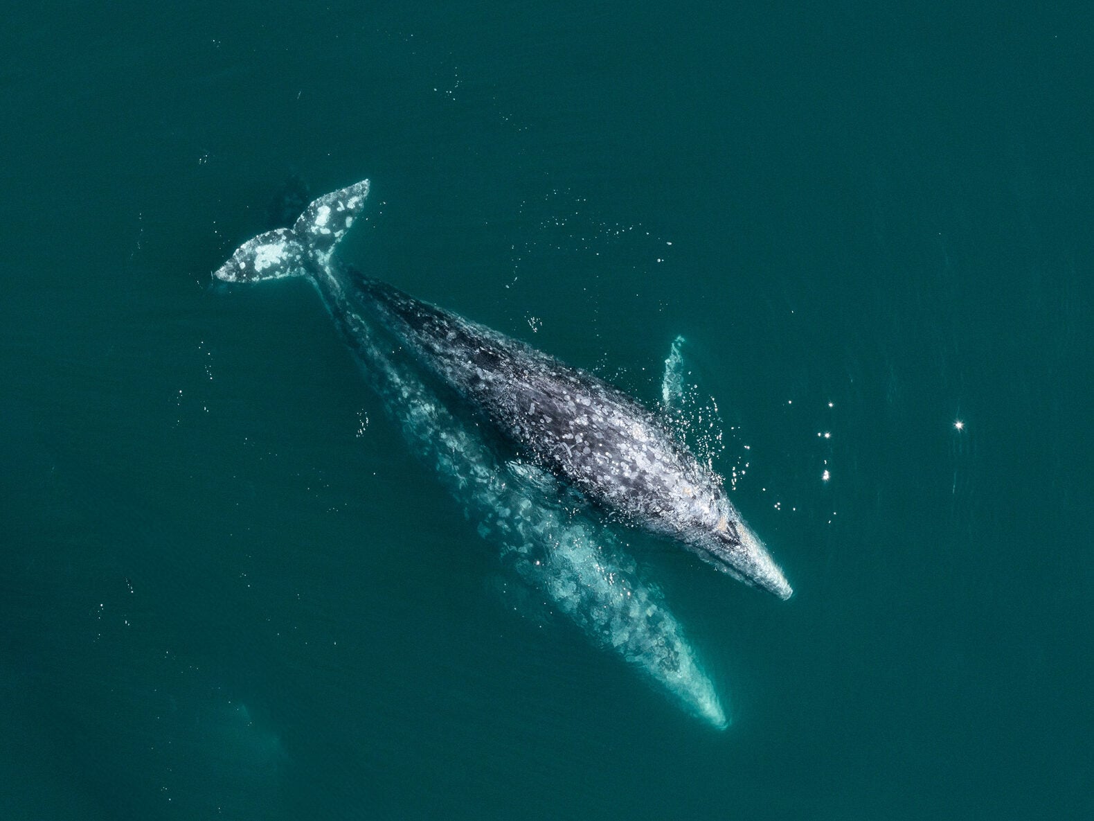 Gray Whale