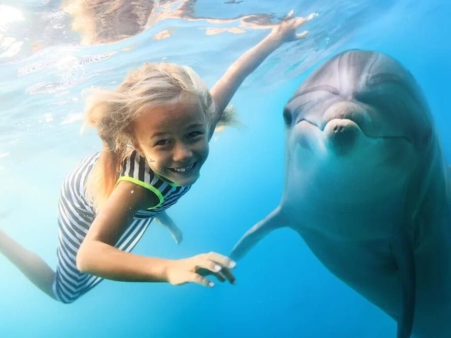 Deep Water Swim With Dolphins