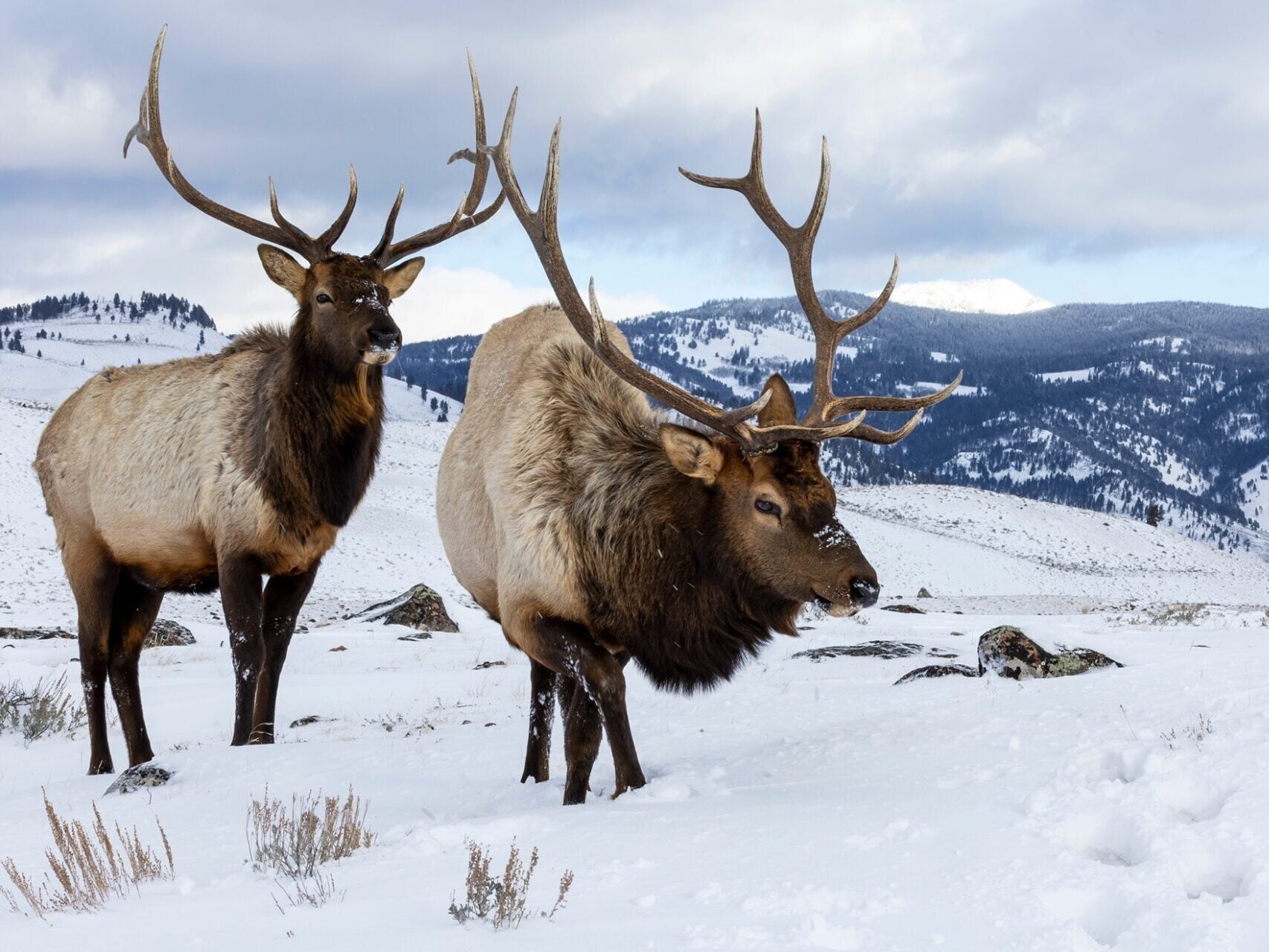 Great Places for Family Vacations Yellowstone