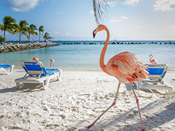 Flamingo on the Beach