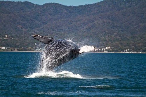 Mexico Spring Break Destinations: Nuevo Vallarta Whale Watching